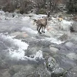 Gospodarstwo wiejskie Chorreras Navalguijo